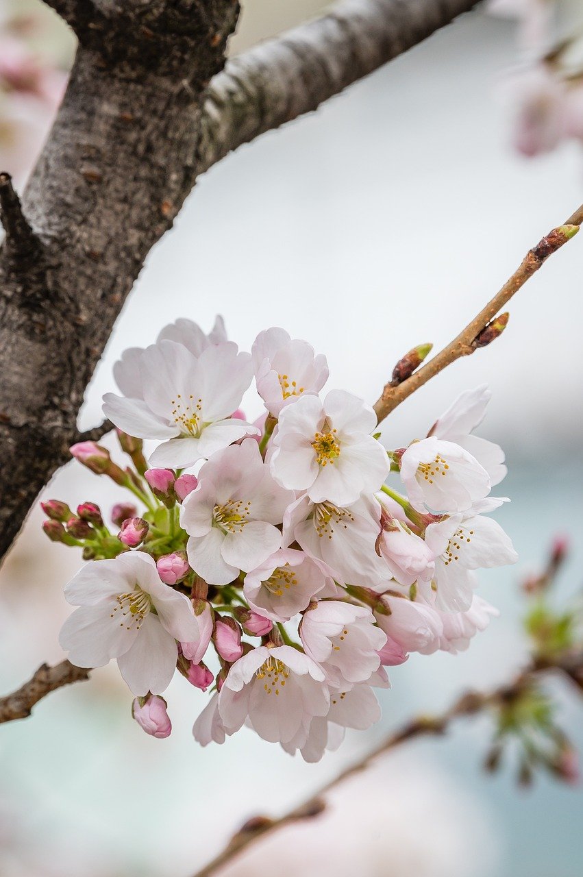 flowers, spring, peach blossoms-8623296.jpg